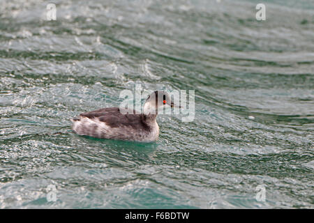 Schwarz-Necked Grebe im Winterkleid im Hafen von Scarborough Stockfoto