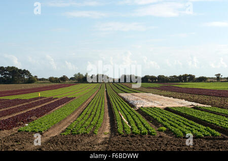 Salat-Ernte Bawdsey Suffolk UK Stockfoto