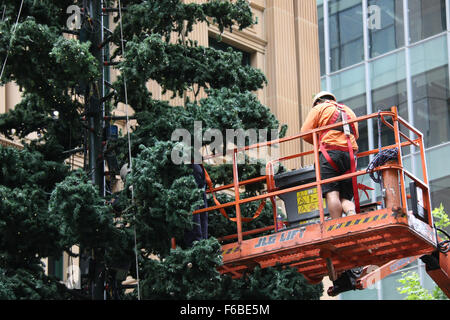 Sydney, Australien. 15 November 2015. Der Weihnachtsbaum wurde in Sydneys Martin Platz aufgestellt. Es ist eine regelmäßige jährliche Funktion. Copyright Credit: 2015 Richard Milnes/Alamy Live-Nachrichten Stockfoto