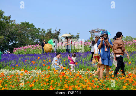 Menschen reisen und Wandern im Kosmos Blumen Feld von Jim Thompson Farm auf Land am 30. Dezember 2013 in Nakhon Ratchasima, Stockfoto