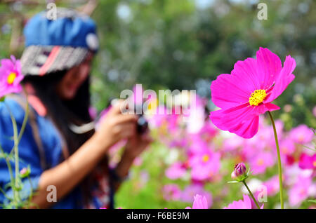Kosmos Blumen Feld von Jim Thompson Farm auf Land in Nakhon Ratchasima, Thailand Stockfoto