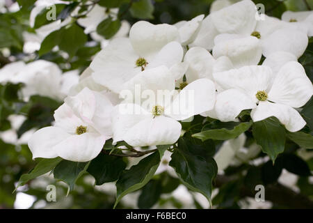 Cornus 'Venus' Blumen. Stockfoto