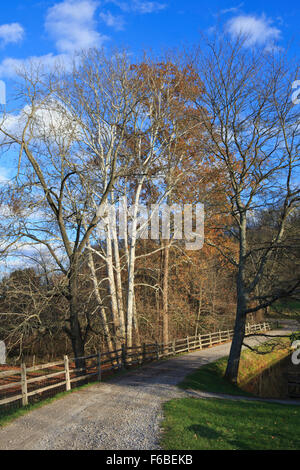 Straßen- und kahlen Bäumen (Malabar Farm State Park) Stockfoto
