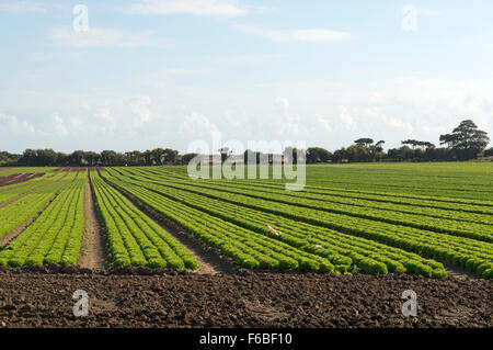 Salat-Ernte Bawdsey Suffolk UK Stockfoto