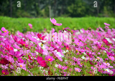 Kosmos Blumen Feld von Jim Thompson Farm auf Land in Nakhon Ratchasima, Thailand Stockfoto