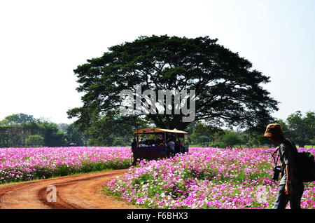 Menschen reisen und Wandern im Kosmos Blumen Feld von Jim Thompson Farm auf Land am 30. Dezember 2013 in Nakhon Ratchasima, Stockfoto