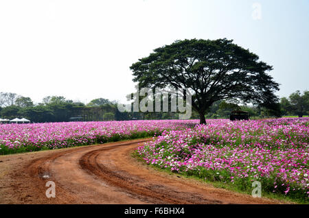 Menschen reisen und Wandern im Kosmos Blumen Feld von Jim Thompson Farm auf Land am 30. Dezember 2013 in Nakhon Ratchasima, Stockfoto