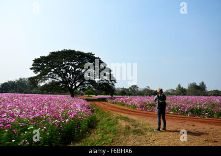 Menschen reisen und Wandern im Kosmos Blumen Feld von Jim Thompson Farm auf Land am 30. Dezember 2013 in Nakhon Ratchasima, Stockfoto