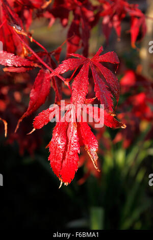 ACER PALMATUM ATROPURPUREUM IM HERBST. Stockfoto