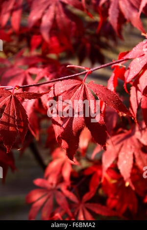 ACER PALMATUM ATROPURPUREUM IM HERBST. Stockfoto