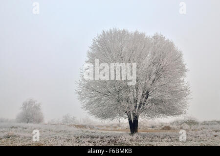 Einsamer Baum in einem Feld an einem wolkenlosen Morgen Stockfoto
