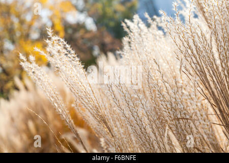 Trockenes flauschige Schilf Blumen im herbstlichen park Stockfoto