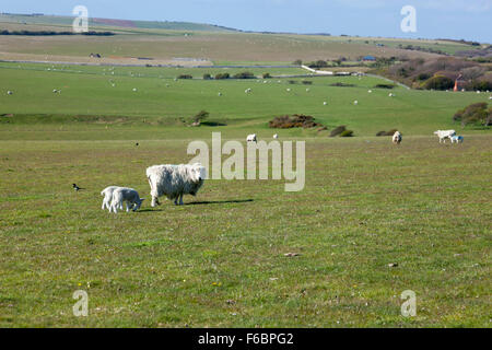 Schafe mit zwei jungen Lämmer grasen auf der Wiese, Eastbourne, England Stockfoto