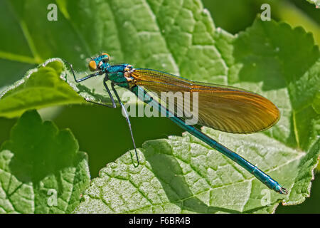 Gebänderten Prachtlibelle - männlichen (Calopteryx Splendens) UK Stockfoto