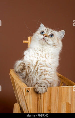 Britisch Kurzhaar Katze Stockfoto