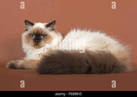 British Longhair Katze 7 Monate alt, Farbe Sealpoint Stockfoto