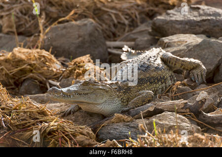 Nil-Krokodil (Crocodylus Niloticus) liegen auf Felsen am Ufer, Jugendkriminalität, Lake Baringo, Kenia Stockfoto