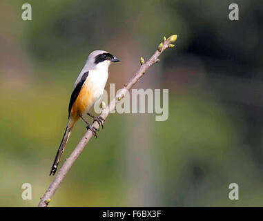 Bucht backed Shrike Coorg, Karnataka, Indien, Asien Stockfoto