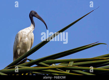 Orientalischer weißer Ibis, Ranganathittu-Vogelschutzgebiet, Karnataka, Indien, Asien Stockfoto