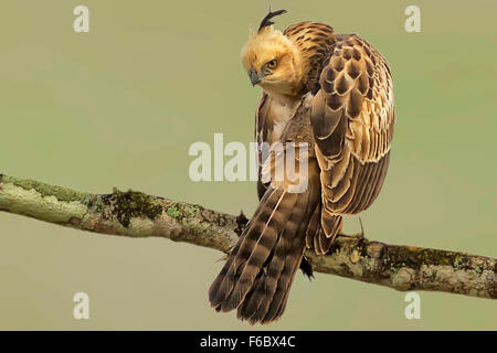Veränderbare Falken Adler, Naagarhole Nationalpark, Karnataka, Indien, Asien Stockfoto