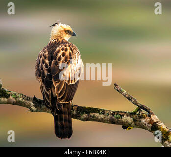 Veränderbare Falken Adler, Naagarhole Nationalpark, Karnataka, Indien, Asien Stockfoto