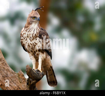 Veränderbare Falken Adler, Naagarhole Nationalpark, Karnataka, Indien, Asien Stockfoto
