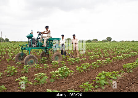 Landwirt Traktor im Feld, Gujarat, Indien, Asien Stockfoto