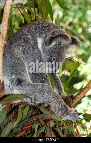 Koala, Phascolarctos Cinereus, Queensland, Australien Stockfoto