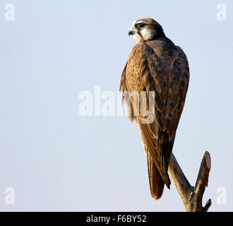 Berghofes Falcon, Tal Chappar Wildschutzgebiet, Rajasthan, Indien, Asien Stockfoto