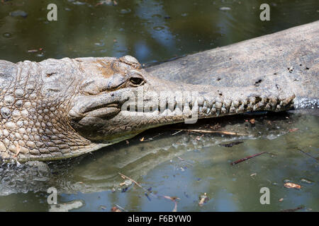 Süßwasser-Krokodil, Crocodylus Johnsoni, Queensland, Australien Stockfoto