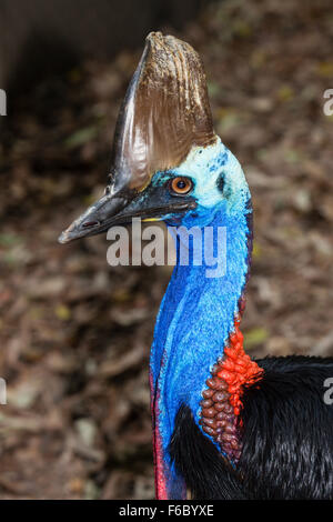 Südlichen Kasuar, Casuarius Casuarius, Queensland, Australien Stockfoto
