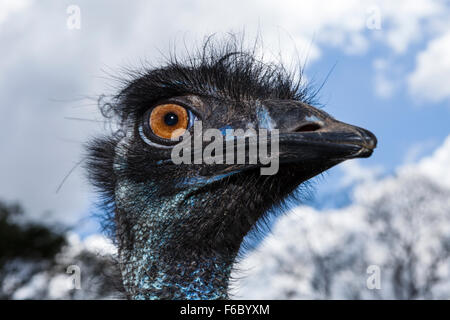 Leiter des Emu, Dromaius Novaehollandiae, Queensland, Australien Stockfoto