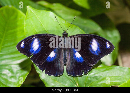 Weibliche gemeinsame Eggfly, Hypolimnas Bolina, Queensland, Australien Stockfoto