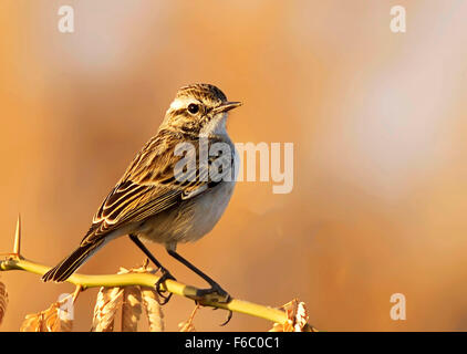 Weißer-browed Bushchat, Tal Chhapar, Rajasthan, Indien, Asien Stockfoto