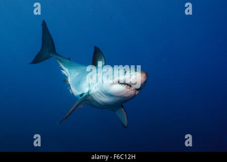 Der weiße Hai, Carcharodon Carcharias, Neptune Islands, Australien Stockfoto