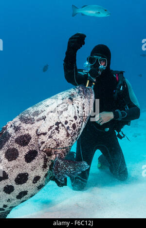 Kartoffel Cod Fütterung, Epinephelus Tukula, Cod Hole, Great Barrier Reef, Australien Stockfoto