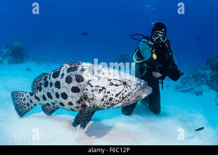 Kartoffel Cod Fütterung, Epinephelus Tukula, Cod Hole, Great Barrier Reef, Australien Stockfoto