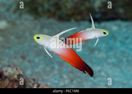 Paar von Feuer Dartfish, Nemateleotris Magnifica, Great Barrier Reef, Australien Stockfoto