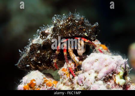 Einsiedlerkrebs, Calcinus Morgani, Great Barrier Reef, Australien Stockfoto