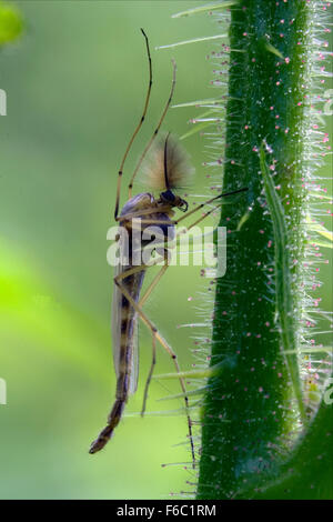 Seite des wilden fliegen Chironomidae Chironomus Riparius Culicidae Culex Mücken auf einen grünen Zweig Stockfoto