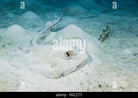 Bluespotted Maskray, Neotrygon Kuhlii, Great Barrier Reef, Australien Stockfoto