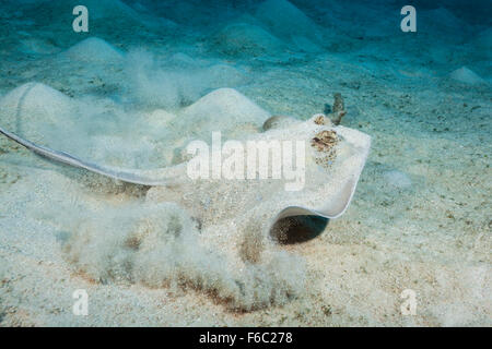 Bluespotted Maskray, Neotrygon Kuhlii, Great Barrier Reef, Australien Stockfoto