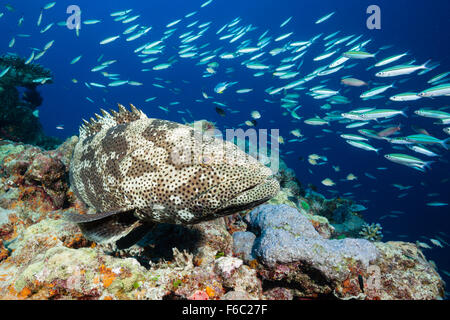 Malabar Zackenbarsch Epinephelus Malabaricus, Great Barrier Reef, Australien Stockfoto