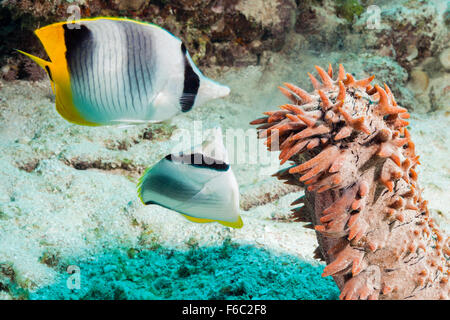 Doppel-Sattel Butterflyfish Fütterung auf Seqa Gurke Spawn, Chaetodontidae Ulietensis, Great Barrier Reef, Australien Stockfoto