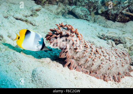 Doppel-Sattel Butterflyfish Fütterung auf Seqa Gurke Spawn, Chaetodontidae Ulietensis, Great Barrier Reef, Australien Stockfoto