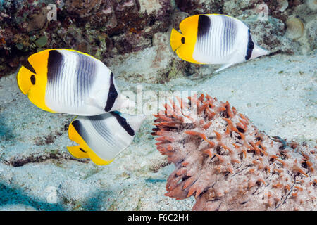 Doppel-Sattel Butterflyfish Fütterung auf Seqa Gurke Spawn, Chaetodontidae Ulietensis, Great Barrier Reef, Australien Stockfoto