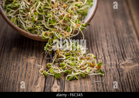 Sprossen Alfalfa, Rettich, Weizen und Senfkörner auf Holzbrett Stockfoto