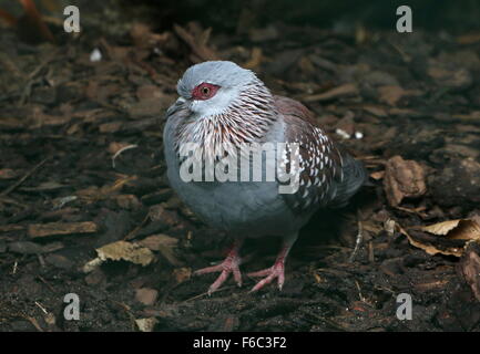 Sub-Saharan afrikanischen gesprenkelte Taube oder afrikanische Rock Taube (Columba Guinea) auf dem Boden Stockfoto