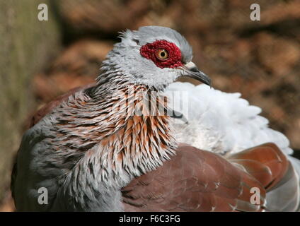 Sub-Saharan afrikanischen gesprenkelte Taube oder afrikanische Rock Taube (Columba Guinea) Stockfoto