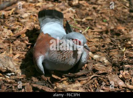 Sub-Saharan afrikanischen gesprenkelte Taube oder afrikanische Rock Taube (Columba Guinea) auf dem Boden liegend Stockfoto